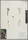 Foto von Salix arctica Pall.